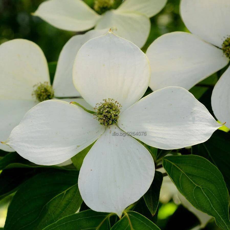 Cornus Rutdan (Корнус Рутдан) | Цветя, декоративни растения | Пазарджик ...