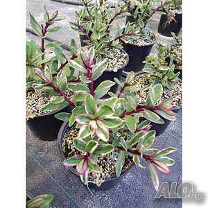 image_2