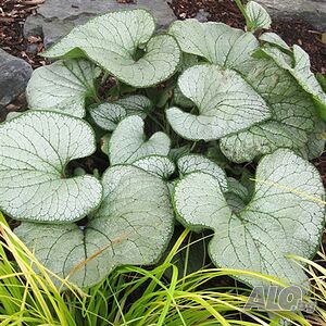 Brunnera Silver Heart(Брунера Сребърно сърце)
