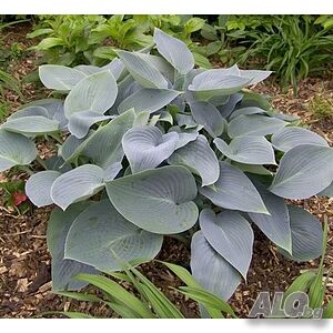 Hosta Canadian Blue (Хоста Канадско синьо)
