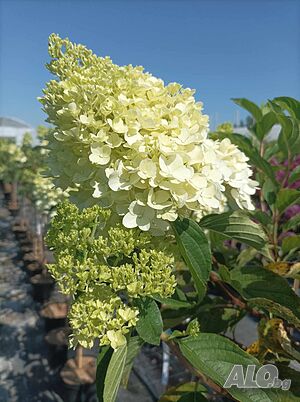 Hydrangea Vanille Fraise(Хидрангея Ягодова ванилия)