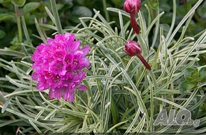 Armeria Nifty Thrifty (Армерия Нифти трифти)
