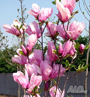 Magnolia George Henry Kern(Магнолия Джордж Хенри Керн)