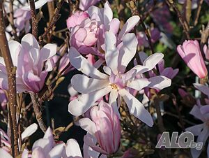 Magnolia Stellata Rosea(Магнолия Стелата Розея)
