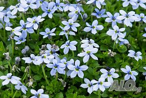 Isotoma fluviatilis (Изотома флуватилис)