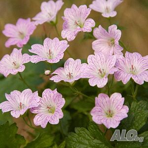 Geranium versicolor (Здравец Гераниум версиколор)