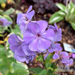Phlox Blue Moon Флокс Синя луна
