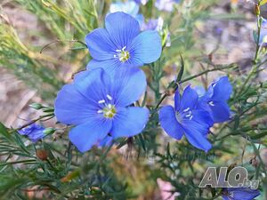 Linum perenne ’Saphir’ (Лен Сапфир)