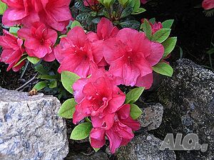 Rhododendron Anne Frank(Рододендрон Анна Франк)