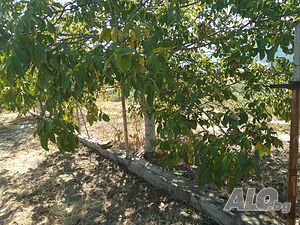 image_10