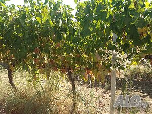 image_7