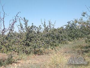 image_9