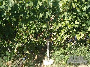 image_6