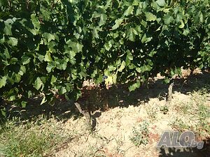 image_7