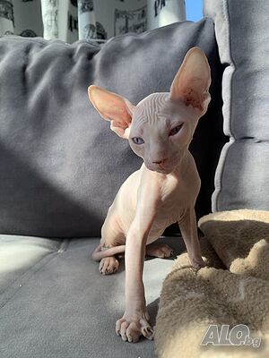 Коте свинкс