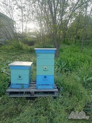 Кошери за пчели продавам
