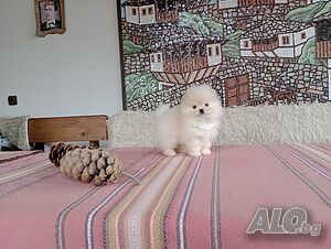 image_4