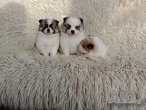 image_4