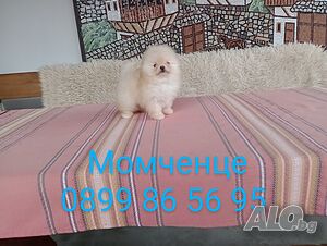 Миниатюрен мъжки мини Померан. Реални снимки от 05.05.25г.