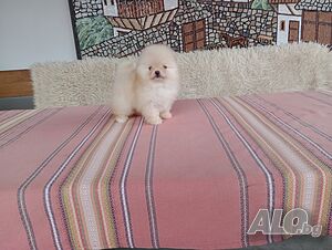 image_4