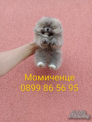 Мини женски Померан. Реални снимки и клипове от днес!