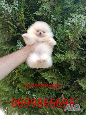 Бели мини Померани.