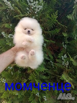 Мини Померани. Реални снимки!!!