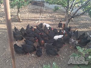 Продавам кокошки пронесли