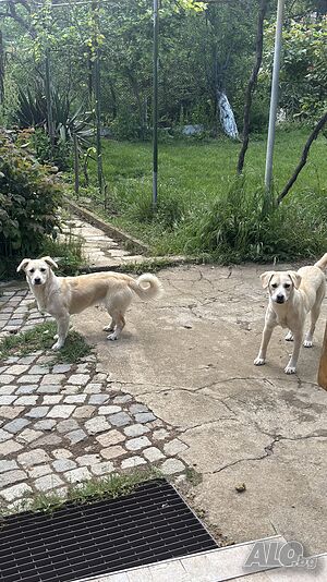 Подарявам кученца