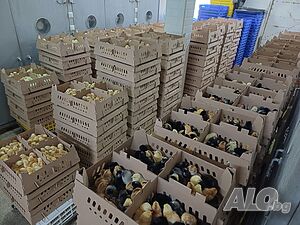 image_8