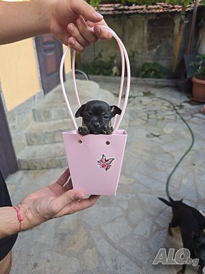 Продавам чистокръвни малки пинчери 🌸