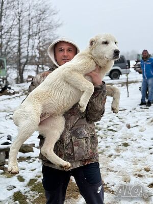 Средноазиатски кученца алабаи