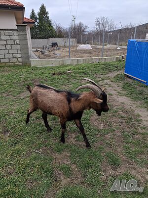 Френски алпин