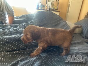 image_4