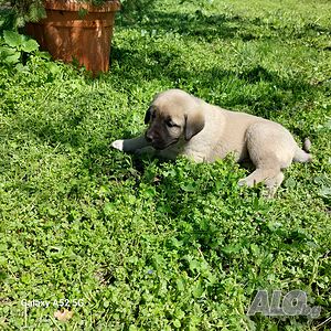 image_10