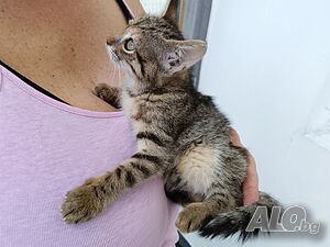 Подарявам малко котенце