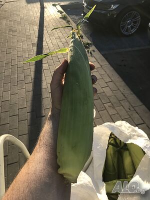 image_7