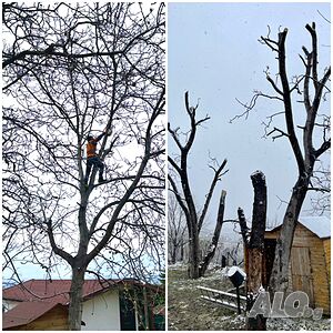 Рязане на рискови дървета АРБОЛИФТ