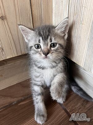 Шотландски клепоухи и правоухи котета