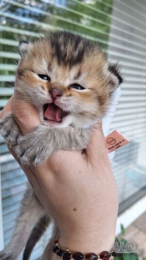 Шотландски Котета