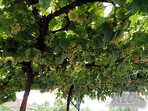 image_7