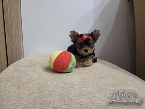 image_5