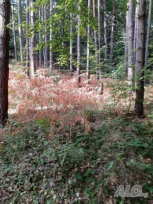image_6