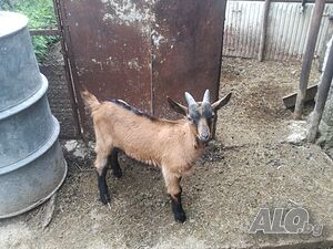 Продавам яре Френски алпин мьжко