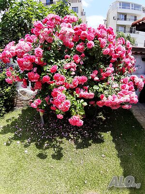 image_53