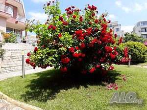 image_54