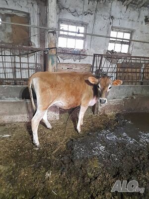 Продавам крави Джерсей