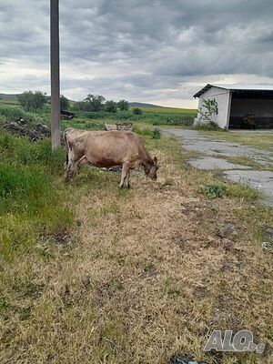 image_5