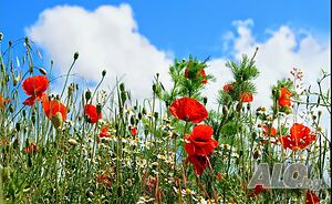 💐🌿Косене на тревни площи 💐🌿