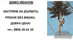 Рязане на опасни дървета, кастрене, рязане без вишка, алпинист